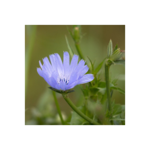 Blauwarte
